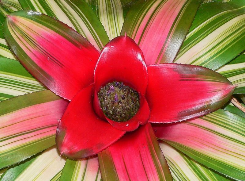 Bromelia