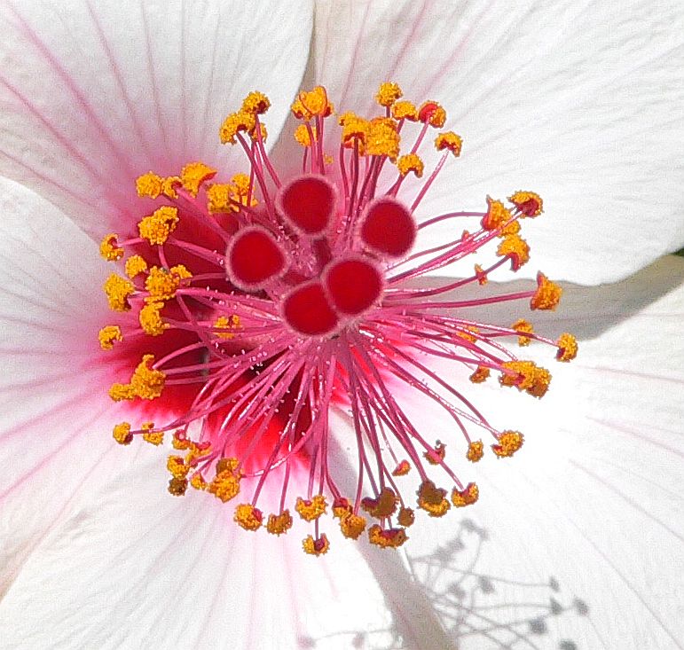 Hibiscus Pistil and Stamen