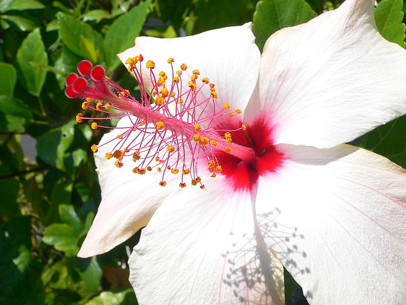 Hibiscus Pistil and Stamen 1