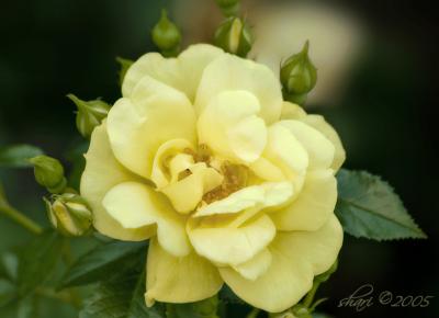 yellow rose 05.09