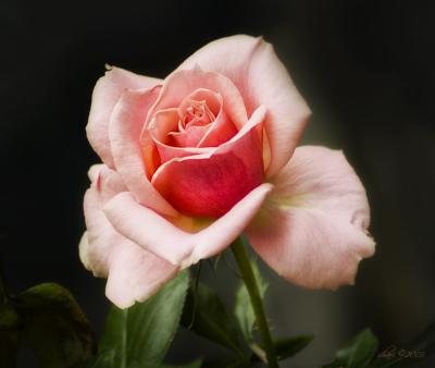 pink rose 05.10