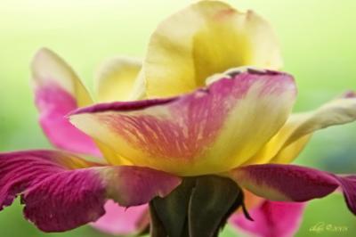 backlit rose