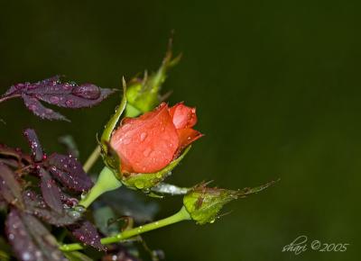 raindrops on rosebuds