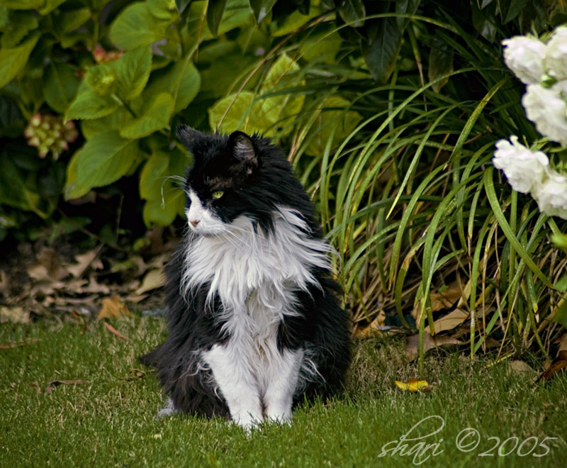 HB (my old scruffy cat)