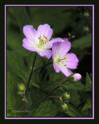 Wild Geranium