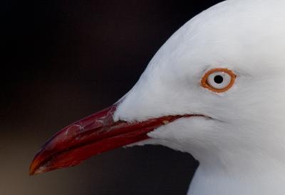 Gull with 135  f/2 L + 1.4 TC