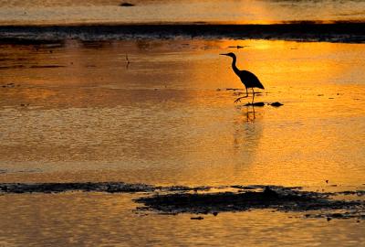 Egret at Queenscliff sunset