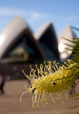 Grevillea with Opera House backdrop