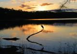 Heron at sunset