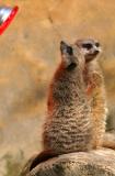 Meerkats and sun lamp
