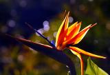 Strelitzia aka bird of paradise