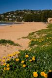 Wildflowers at Palm Beach