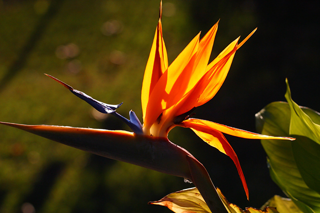 Strelitzia backlit