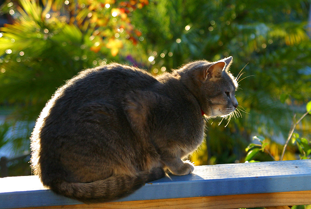 Dougal in silhouette