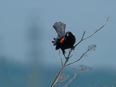 Red-winged Blackbird _5112489-01.jpg
