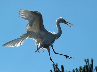 Great Egret _5052087-01.jpg