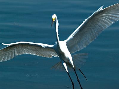 Great Egret _5132713-01.jpg