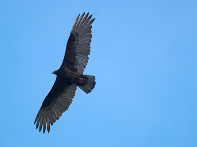 Turkey Vulture _5112427-01.jpg
