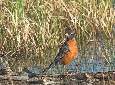 Robin _5212847-01 crJP.jpg