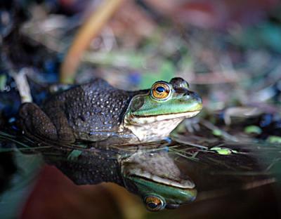 Frogs-1-201-copy.jpg
