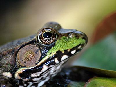 MAY-FROGGIES-ECT-1-011-copy.jpg