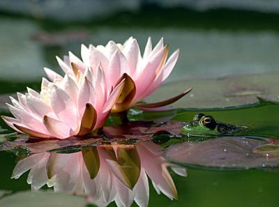 MAY-FROGGIES-ECT-168-copy-0.jpg