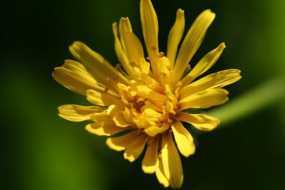 Dandelion Taraxacum !!!!