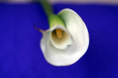 Arum Background bleu