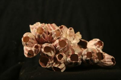 Coquillage (shellfish)