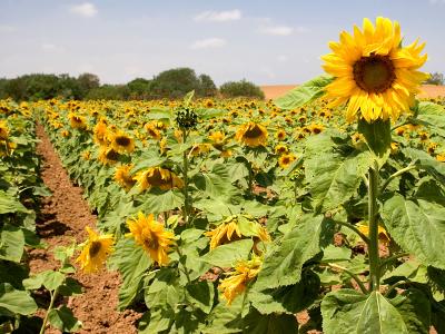 Sunflowers