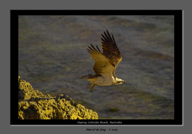 osprey.jpg
