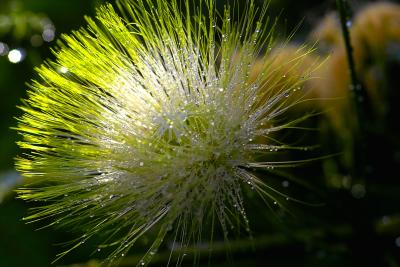 Needles