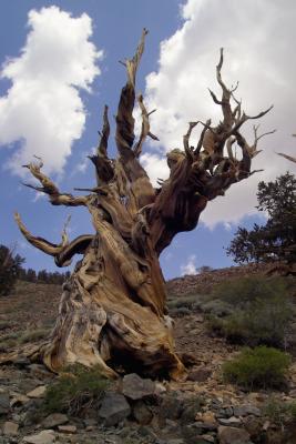 Ancient Bristlecone Pine Forest, CA