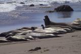 elephant seals, Piedras Blancas, CA