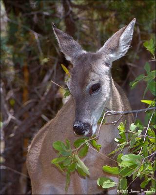 Coues Doe