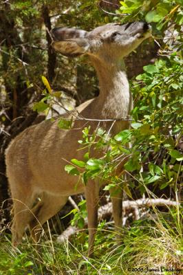 Coues Doe