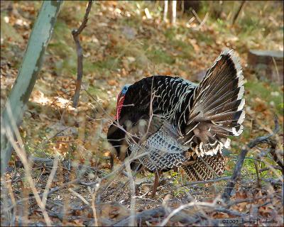 Goulds Turkey