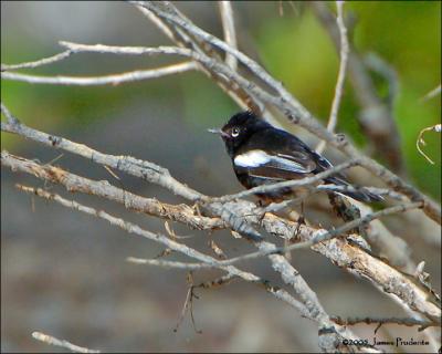 Painted Redstart