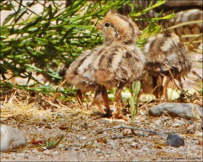 Scaled Quail