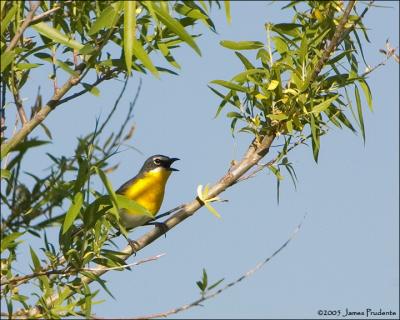 Yellow-breasted Chat