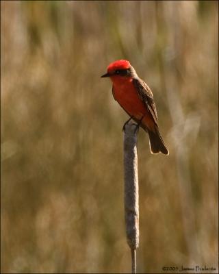 Vermillion Flycatcher