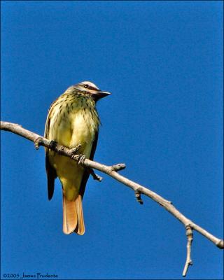 Sulphur-bellied Flycatcher