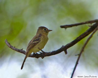 Western Flycatcher