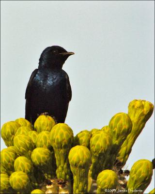 Purple Martin