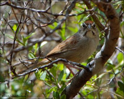 Rufous-crowned Sparrow