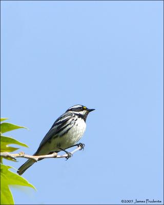 Black-throated Gray Warbler