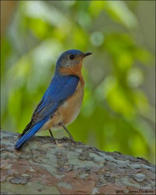 Eastern Bluebird