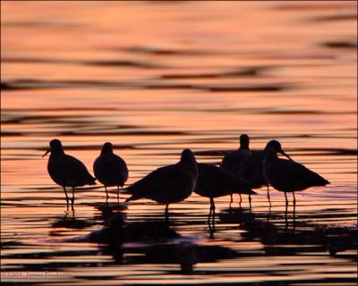 Willets at Sunset