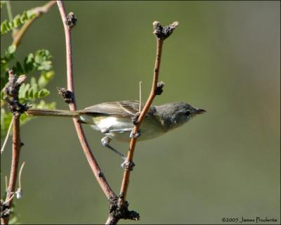 Bell's Vireo