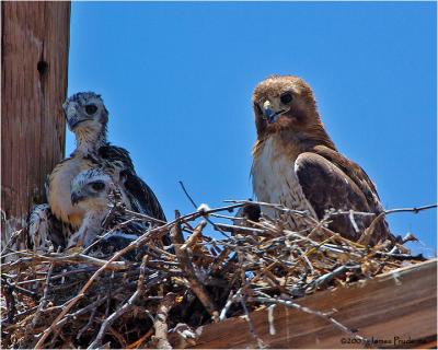 Red-tailed Hawks